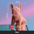 Statue Chien Bouledogue Français Nordique en Résine - Décoration d'Intérieur